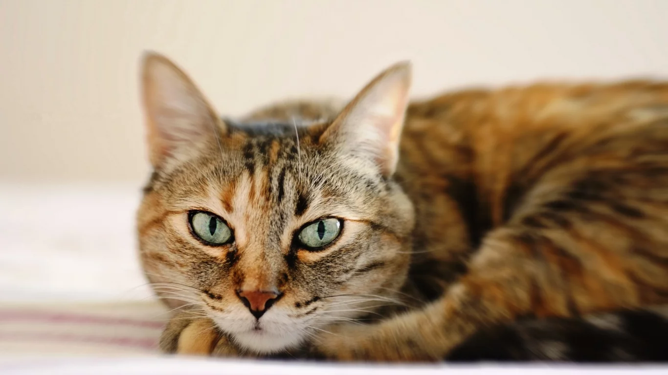 лежит, кошка, глаза, полосатый, кот, морда