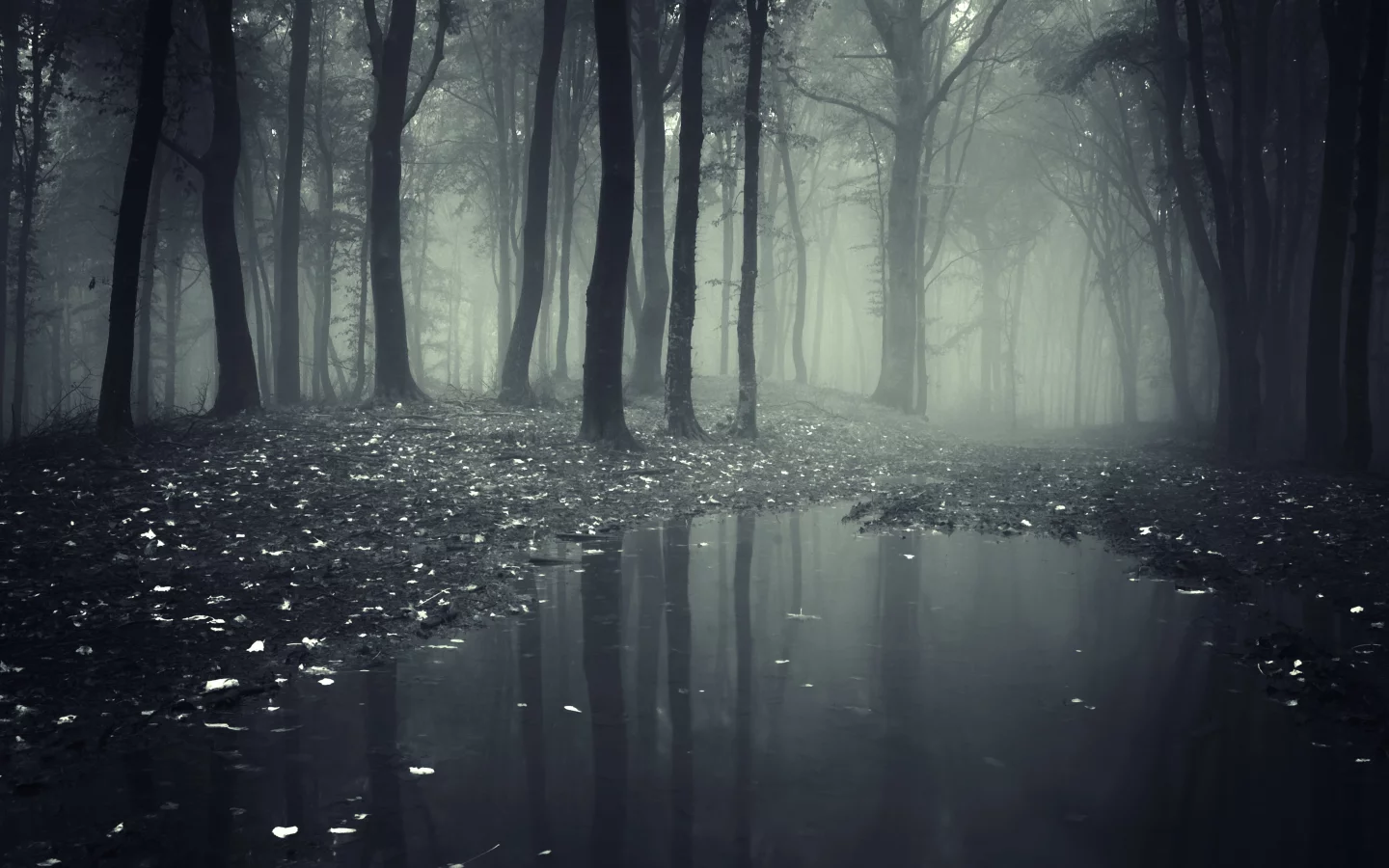 nature, leaves, deep, creepy, misty, forest, road__lake, леса, trees, landscape