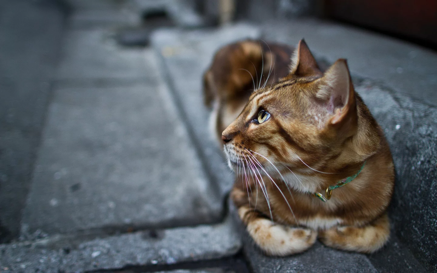 взгляд, ошейник, котэ, кошка, лапы, кот