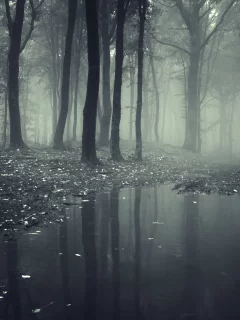 nature, leaves, deep, creepy, misty, forest, road__lake, леса, trees, landscape
