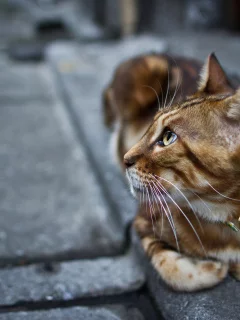 взгляд, ошейник, котэ, кошка, лапы, кот