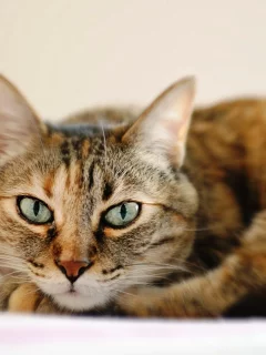 лежит, кошка, глаза, полосатый, кот, морда