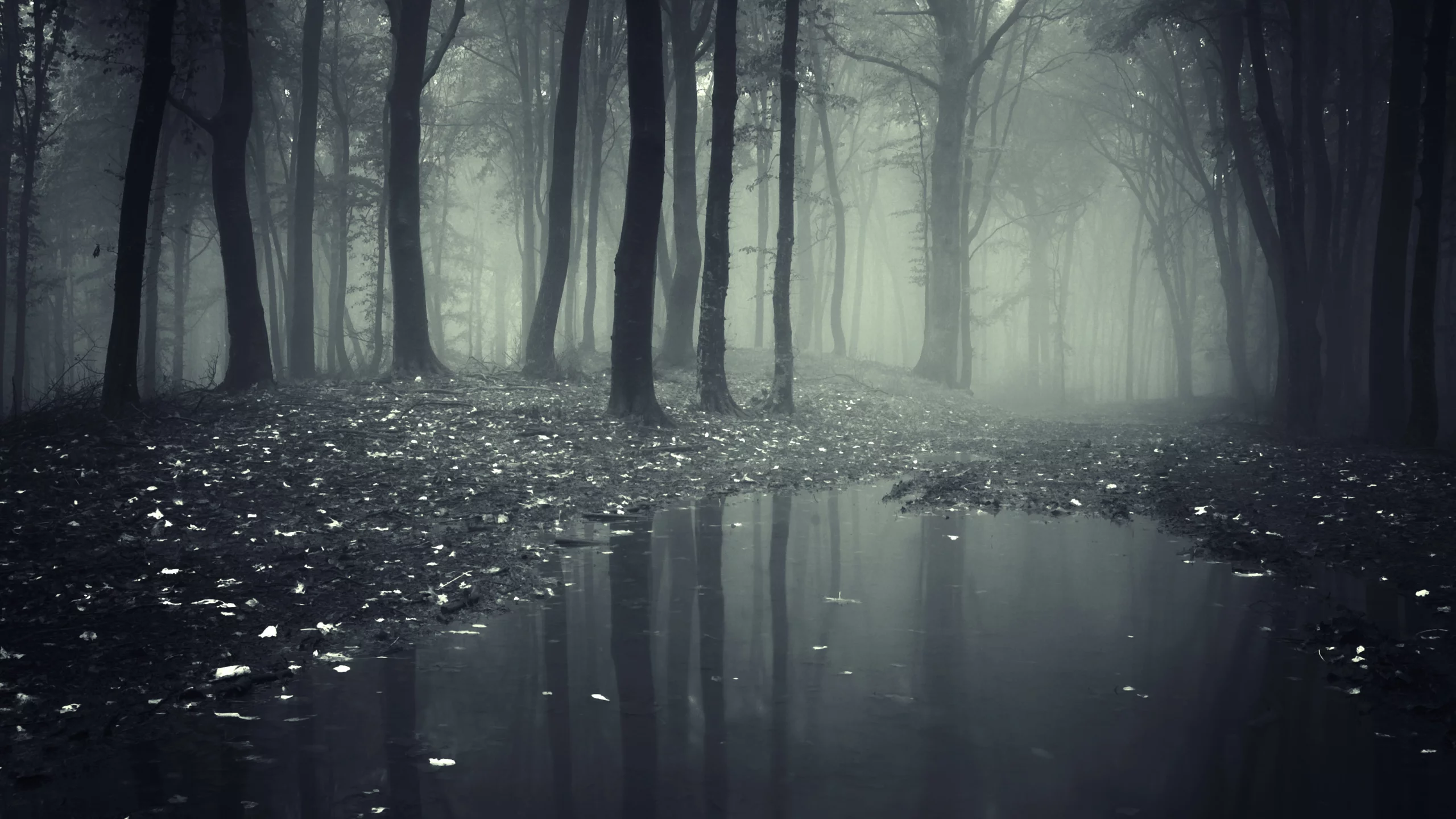 nature, leaves, deep, creepy, misty, forest, road__lake, леса, trees, landscape