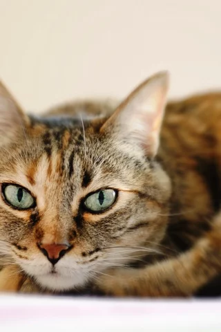 лежит, кошка, глаза, полосатый, кот, морда