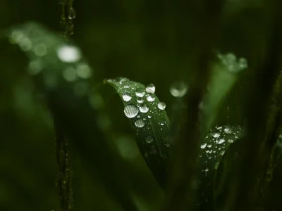  зелень, фон, вода, роса, макро, листочки, листья, капли