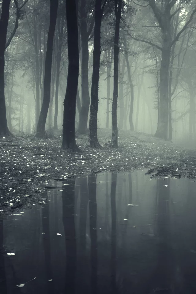 nature, leaves, deep, creepy, misty, forest, road__lake, леса, trees, landscape