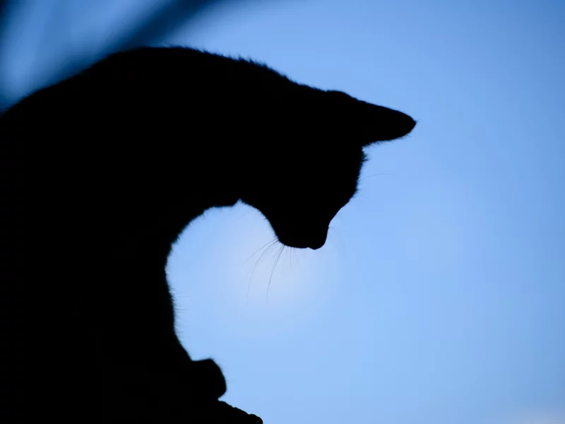 вечер, фон, силуэт, кот