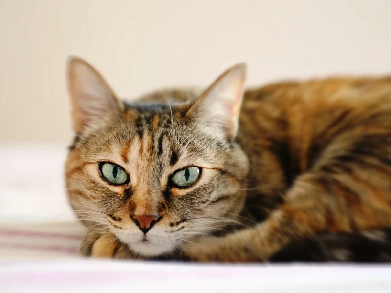 лежит, кошка, глаза, полосатый, кот, морда