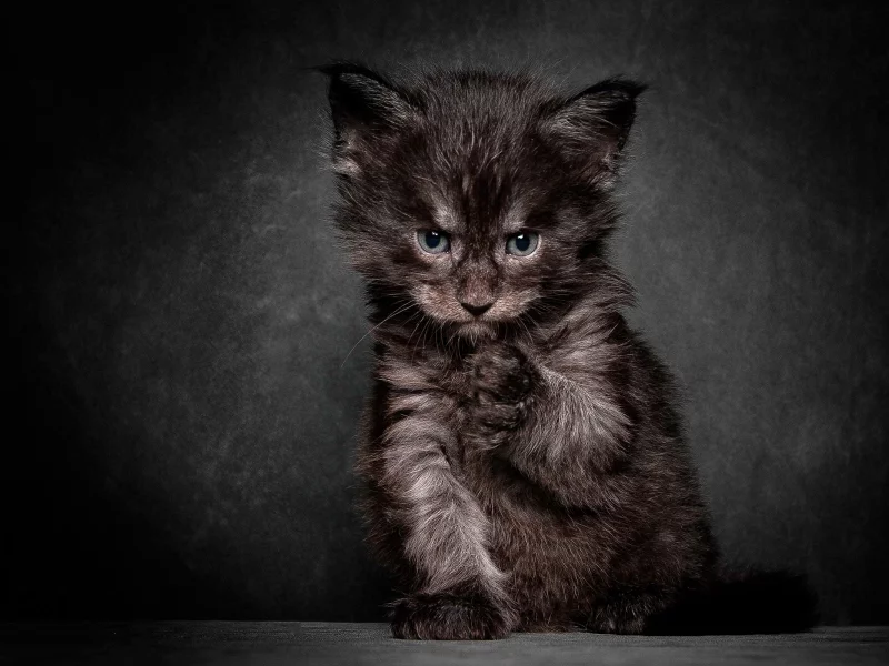 котенок, строгий