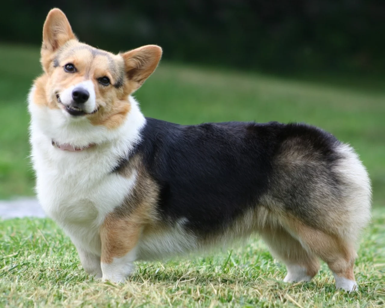 собака, pembroke, морда, пемброк, вельш корги, welsh corgi