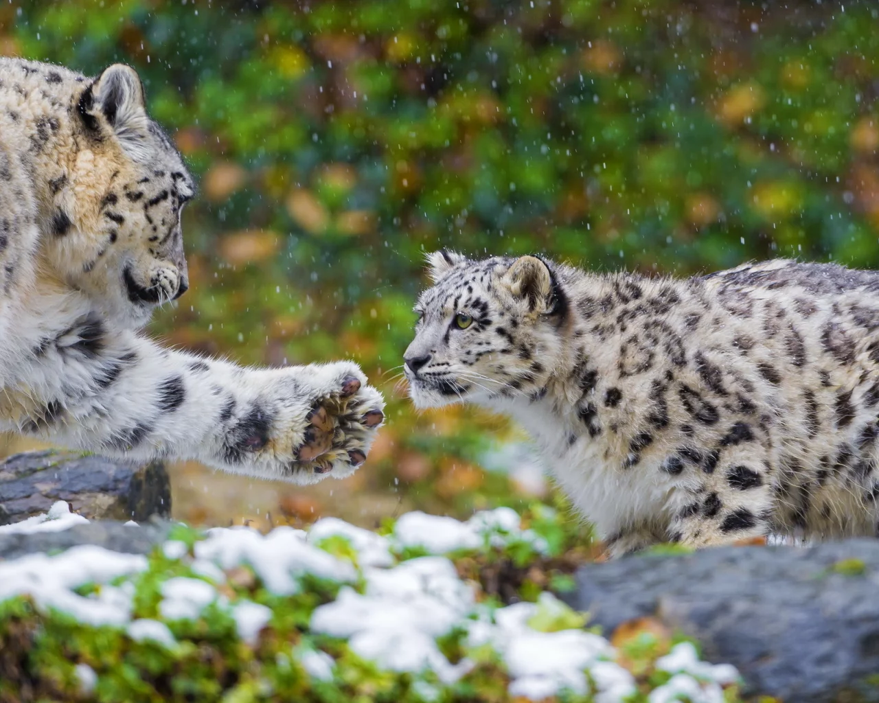 пара, хищник, семья, snow leopard, ирбис, снежный барс, мать