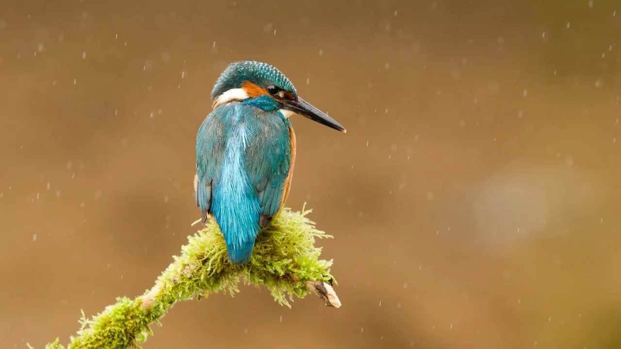 птица, ветка, kingfisher, обыкновенный зимородок, alcedo atthis