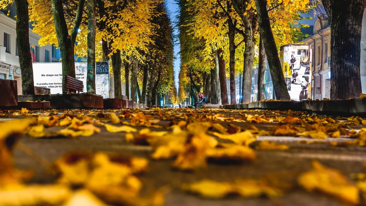 autumn, листья, листочки, leave, leaves, macro, желтые, осень, макро