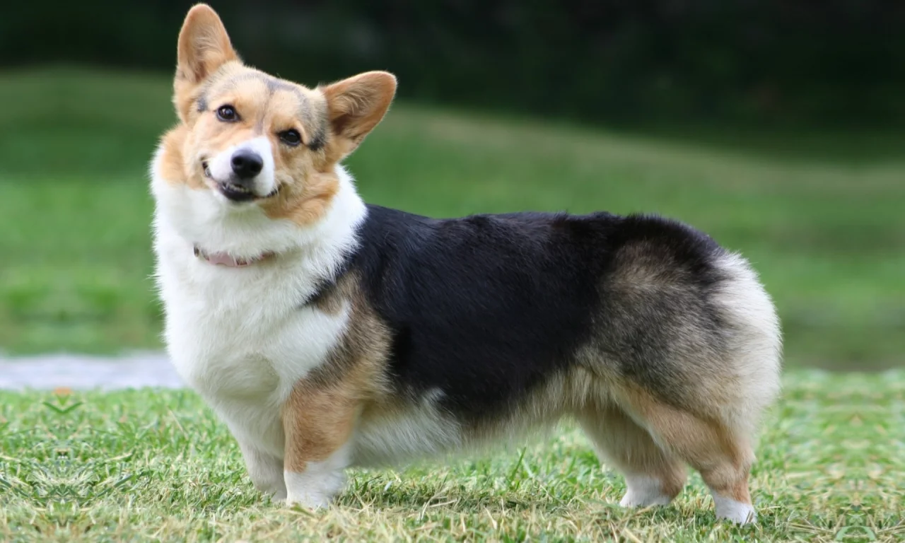 собака, pembroke, морда, пемброк, вельш корги, welsh corgi