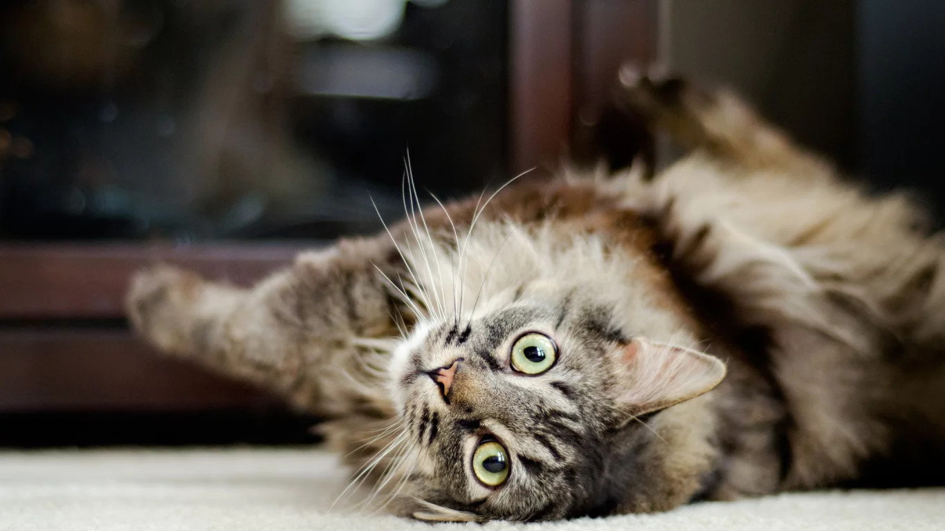 любимец, кот, кошка, животное