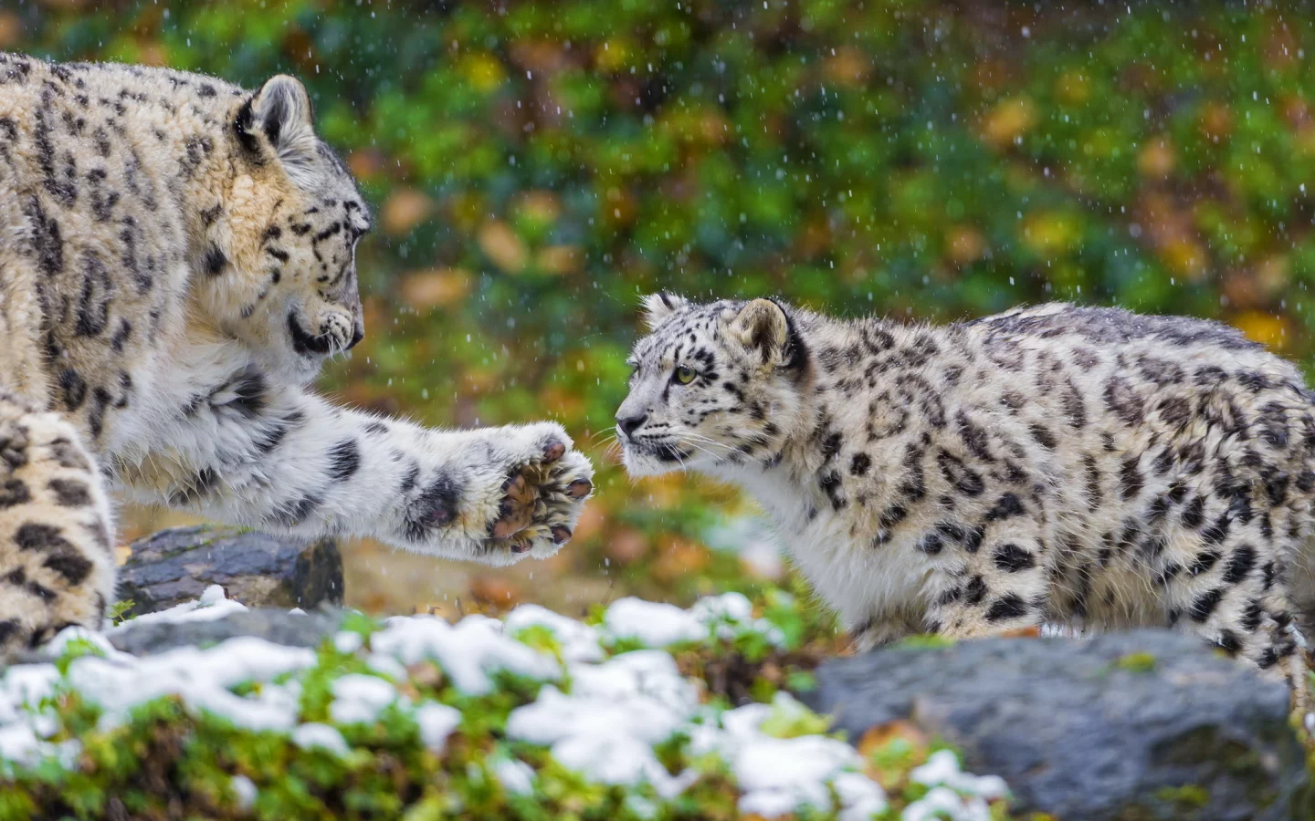 пара, хищник, семья, snow leopard, ирбис, снежный барс, мать