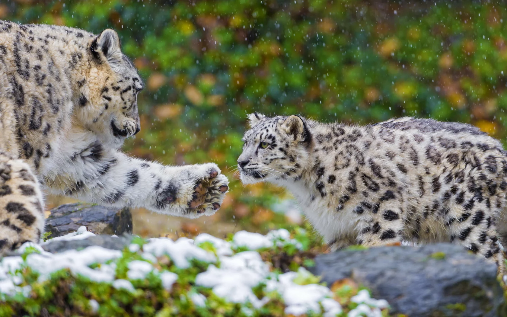 пара, хищник, семья, snow leopard, ирбис, снежный барс, мать