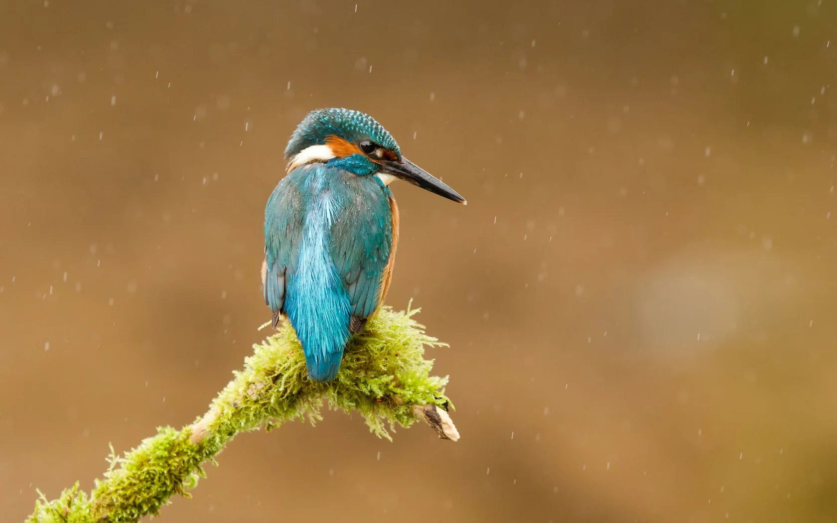 птица, ветка, kingfisher, обыкновенный зимородок, alcedo atthis