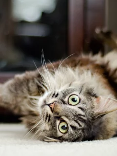 любимец, кот, кошка, животное