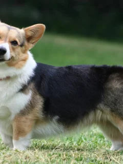собака, pembroke, морда, пемброк, вельш корги, welsh corgi
