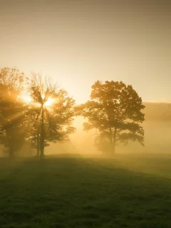 природа, пейзаж, листья, листочки, деревья, дерево