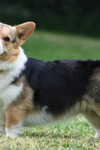 собака, pembroke, морда, пемброк, вельш корги, welsh corgi