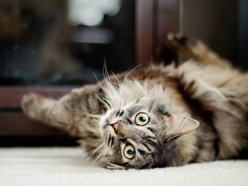 любимец, кот, кошка, животное