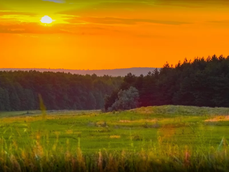 закат, лес