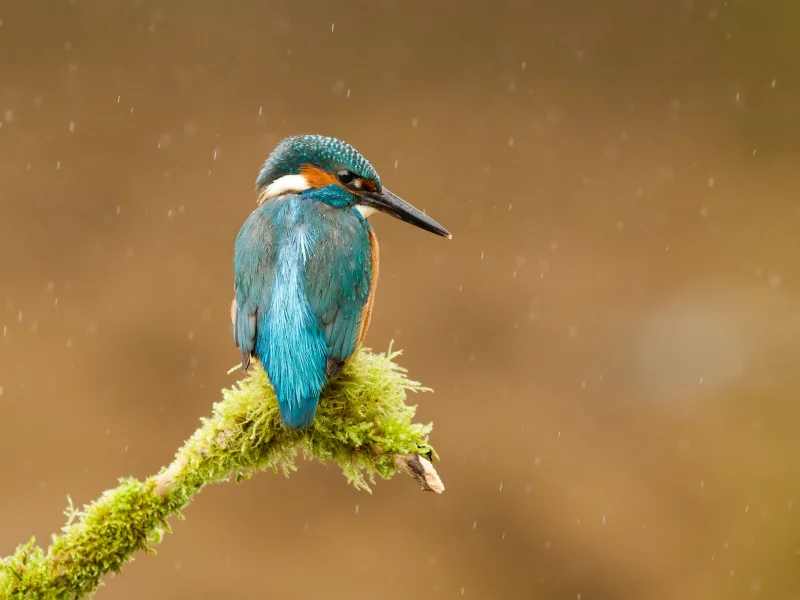 птица, ветка, kingfisher, обыкновенный зимородок, alcedo atthis