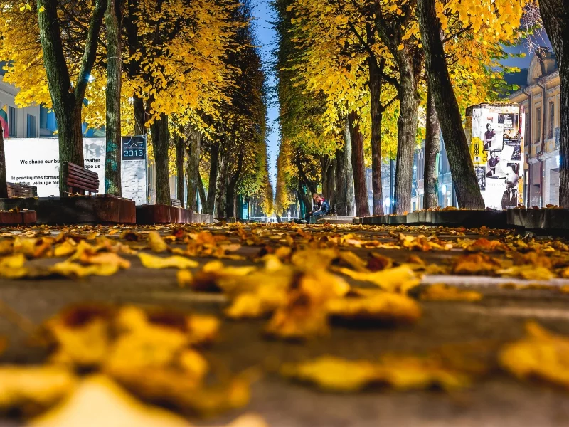 autumn, листья, листочки, leave, leaves, macro, желтые, осень, макро