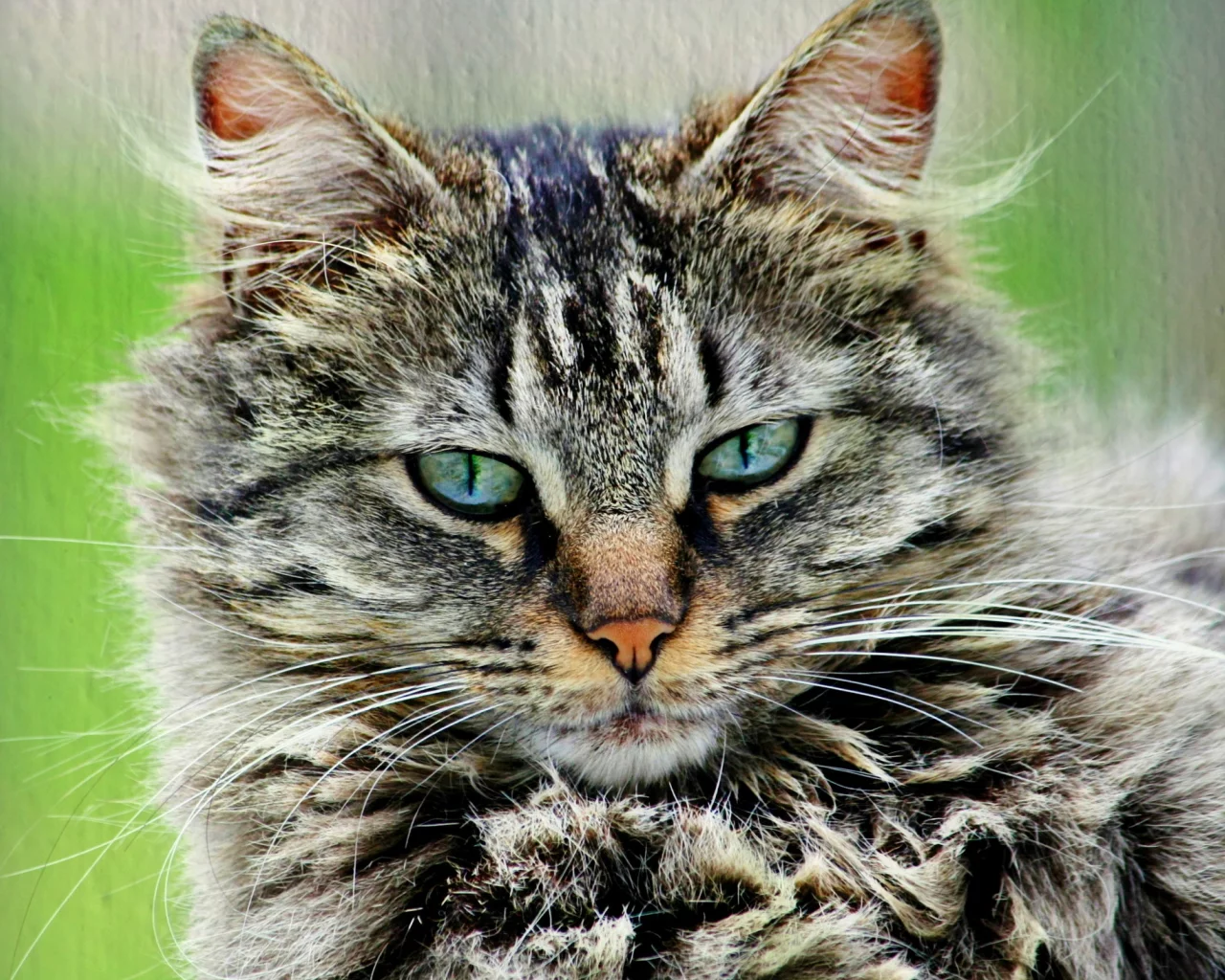 кошка, пушистый, портрет, серый, кот, полосатый