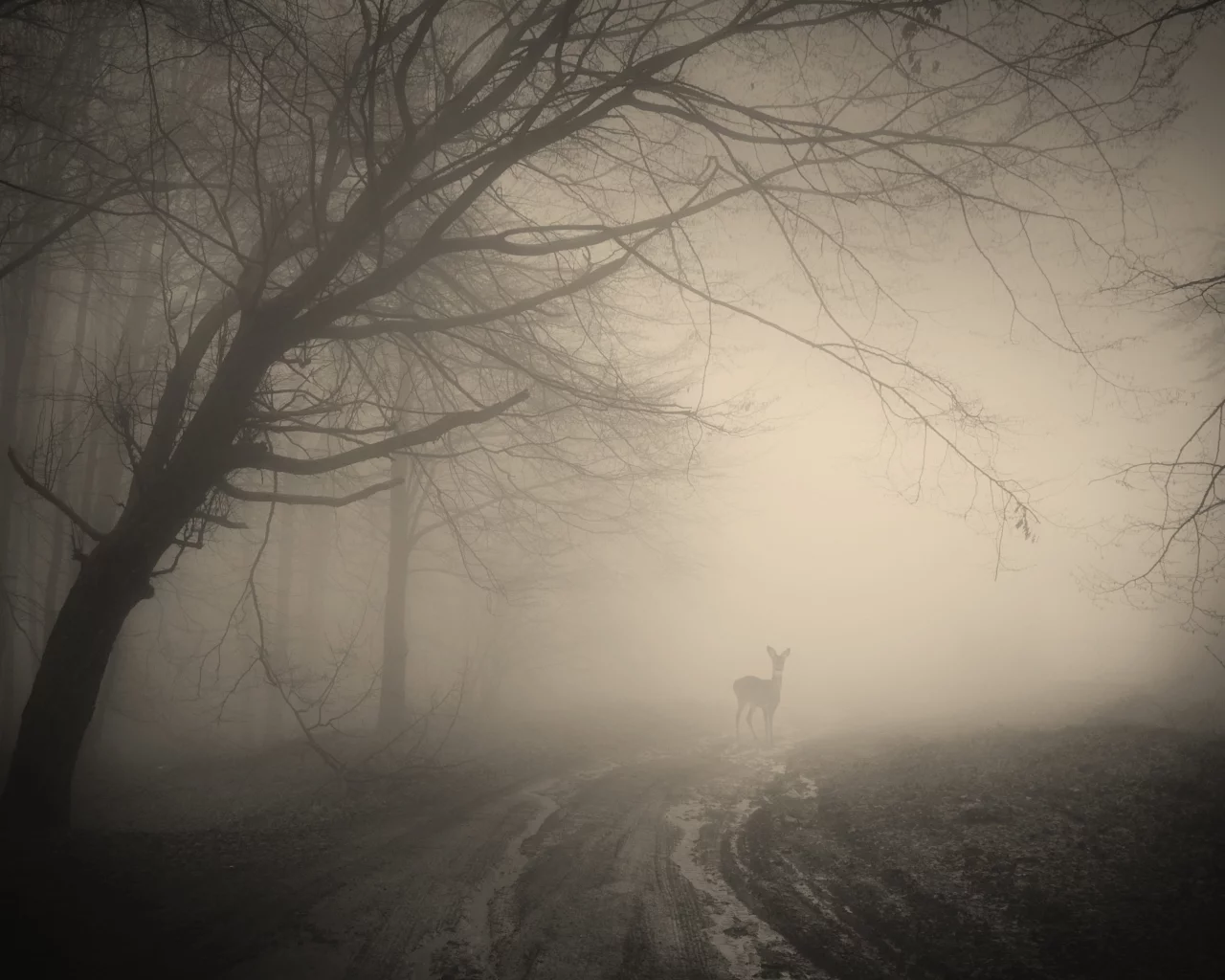 deer, creepy, nature, landscape, жуткий, forest, лес, деревья, trees, misty