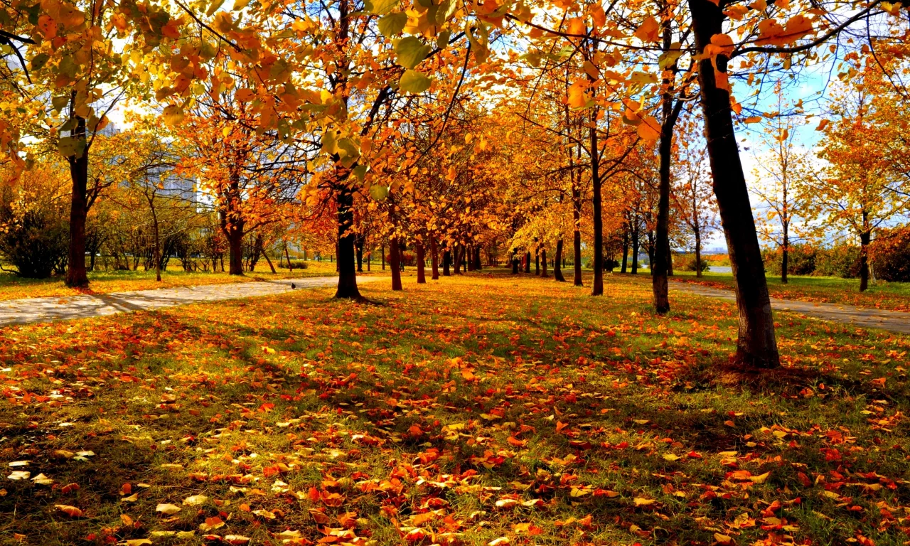 городской парк, красно-жёлтые листья, деревья, осень