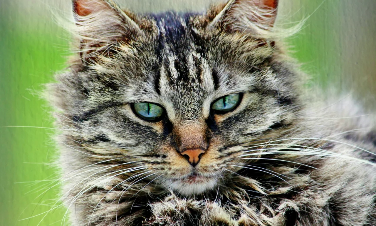 кошка, пушистый, портрет, серый, кот, полосатый