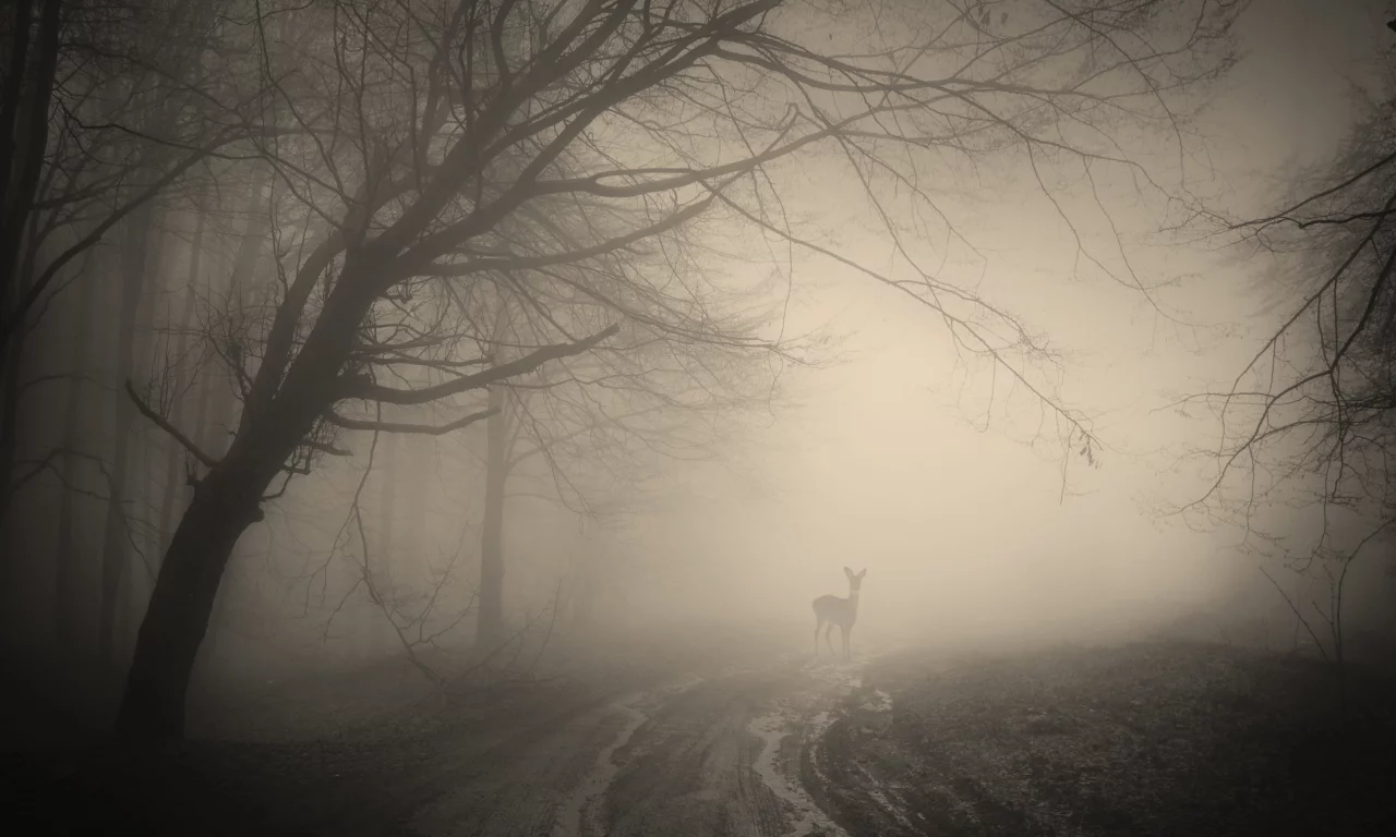 deer, creepy, nature, landscape, жуткий, forest, лес, деревья, trees, misty