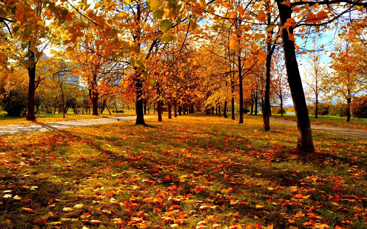 городской парк, красно-жёлтые листья, деревья, осень