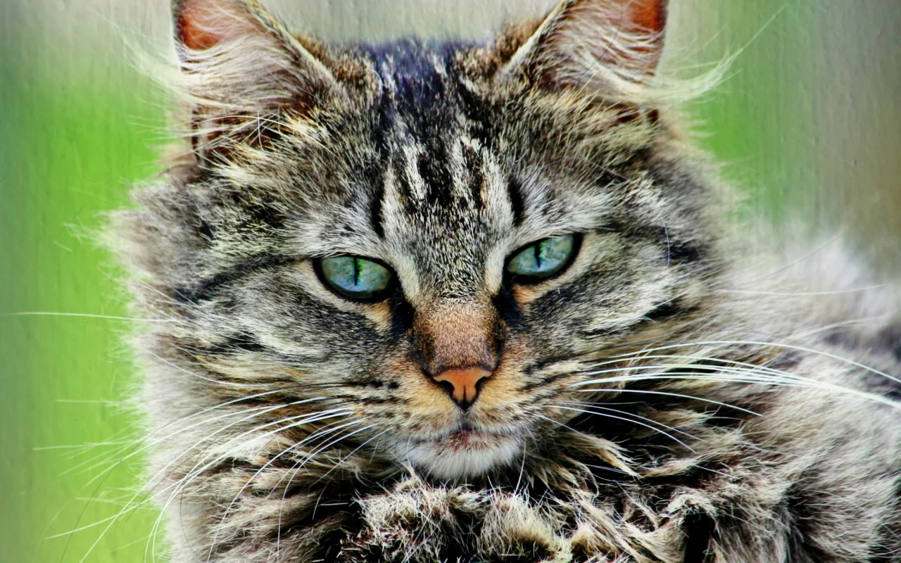 кошка, пушистый, портрет, серый, кот, полосатый