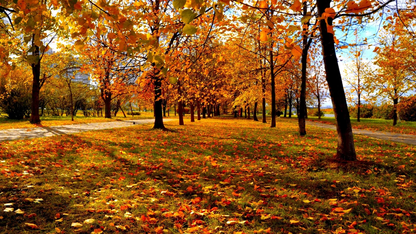 городской парк, красно-жёлтые листья, деревья, осень