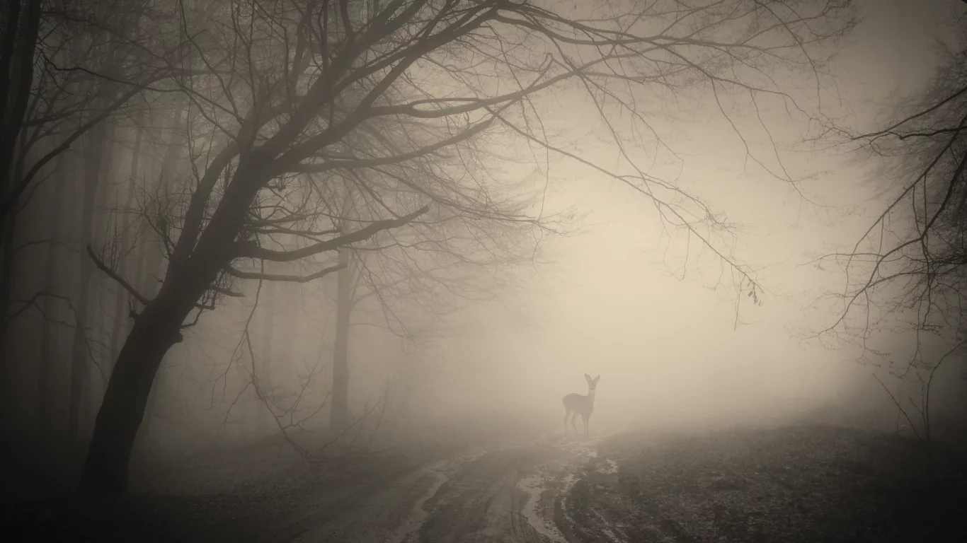 deer, creepy, nature, landscape, жуткий, forest, лес, деревья, trees, misty