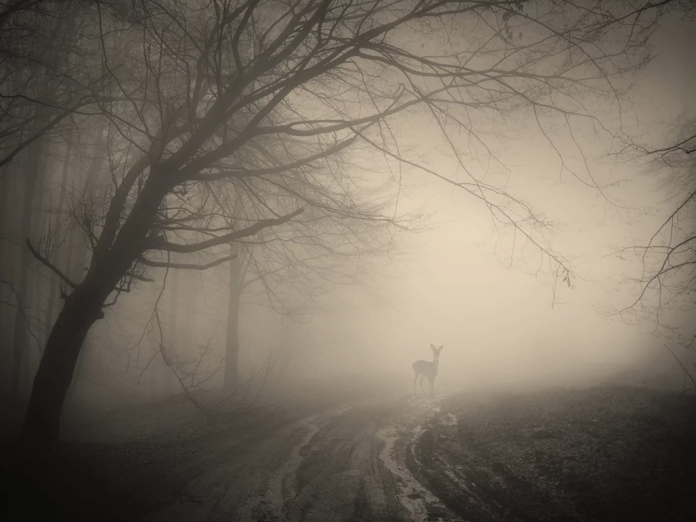 deer, creepy, nature, landscape, жуткий, forest, лес, деревья, trees, misty