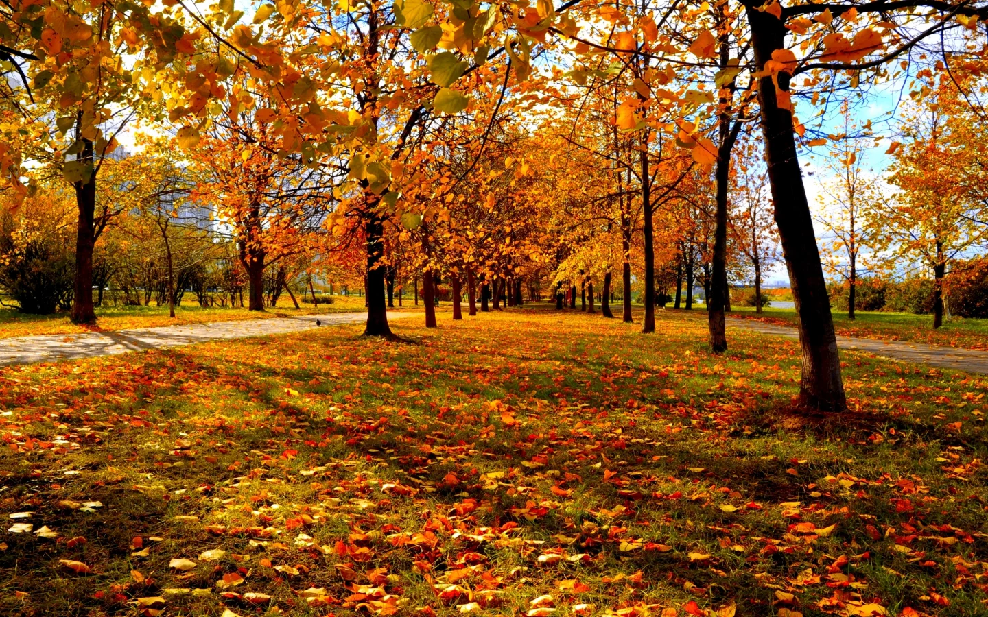 городской парк, красно-жёлтые листья, деревья, осень