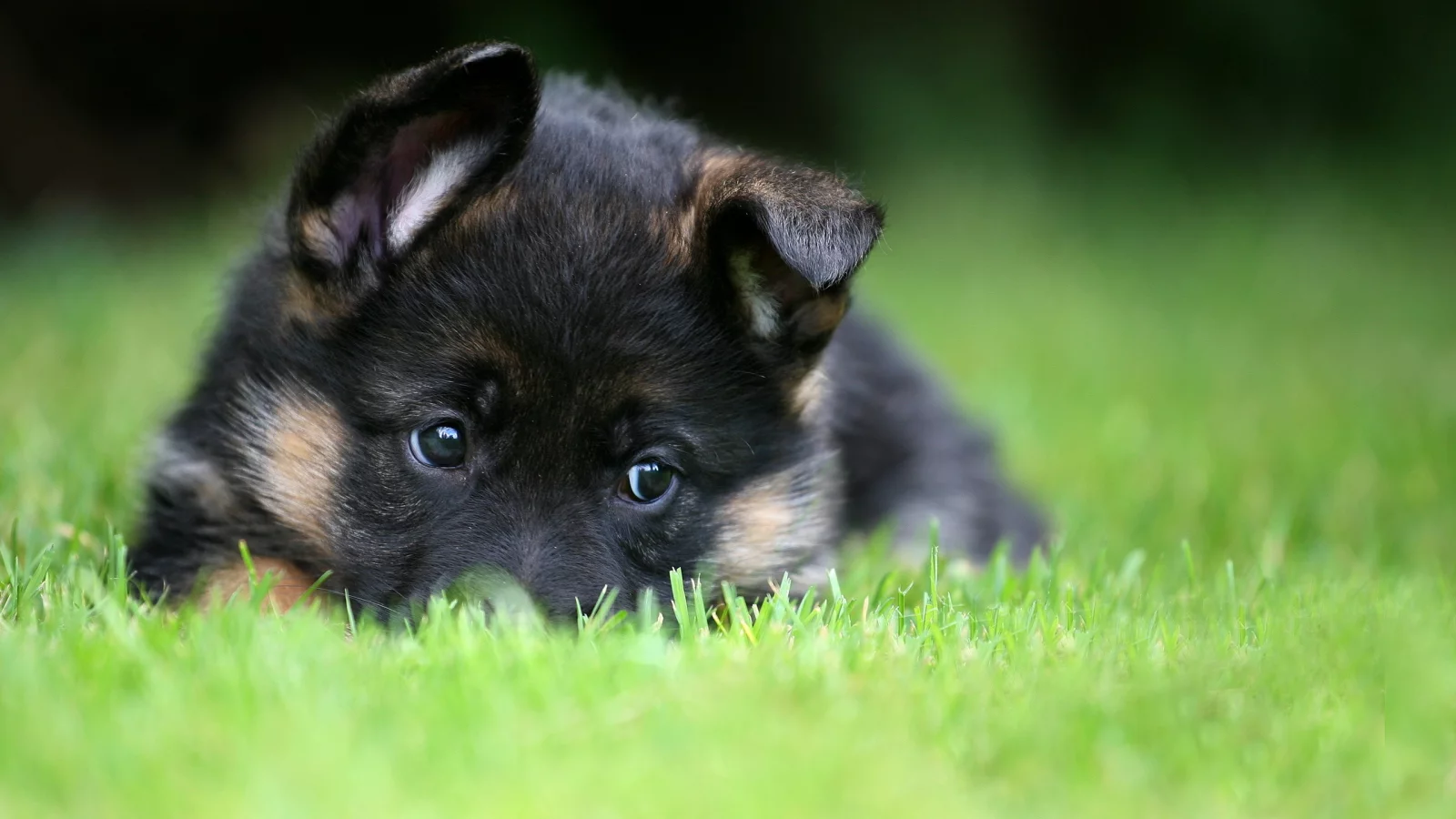 pet, puppy, german shepherd