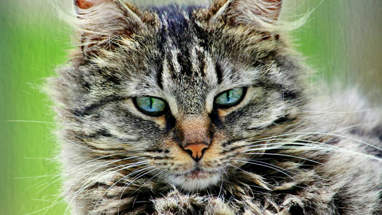 кошка, пушистый, портрет, серый, кот, полосатый