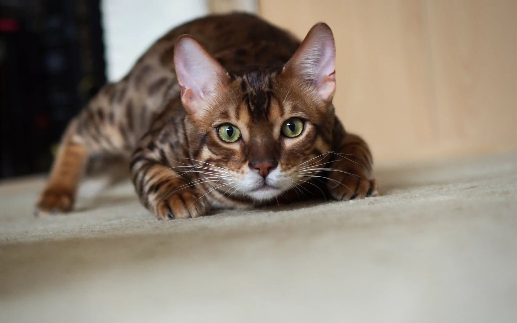 котэ, крадется, кот, бенгальский