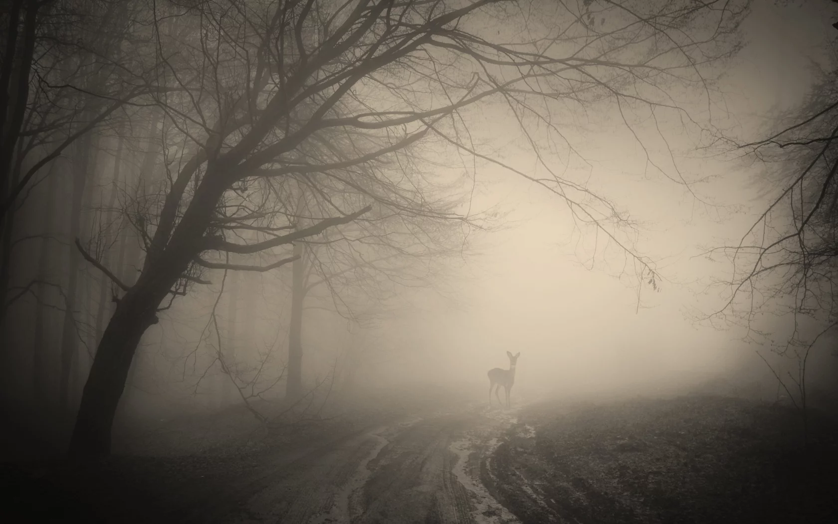 deer, creepy, nature, landscape, жуткий, forest, лес, деревья, trees, misty