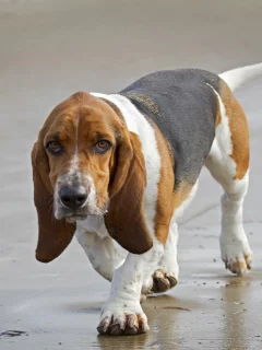 beagle, собака, друг