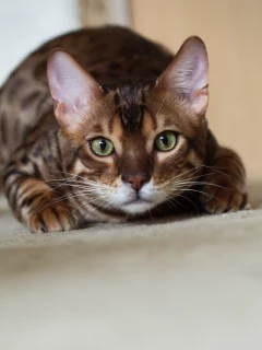 котэ, крадется, кот, бенгальский