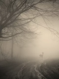 deer, creepy, nature, landscape, жуткий, forest, лес, деревья, trees, misty