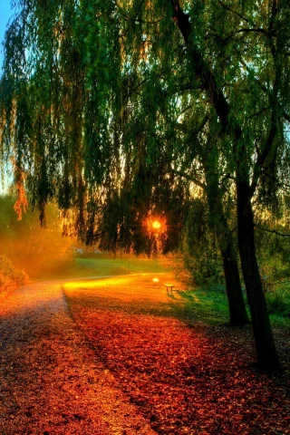 hdr, walk, sun, sunset, nature, bench, autumn, water, trees, river, forest, rays, leaves