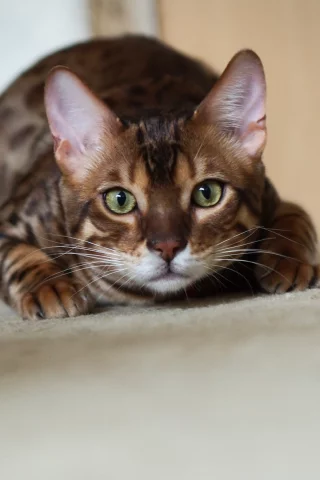 котэ, крадется, кот, бенгальский